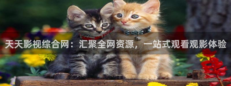 狐狸视频与丝瓜视频：天天影视综合网：汇聚全网资源，一站式观看观影体验